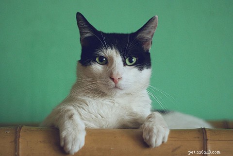 2025 年専門ガイド:犬と猫のフードに含まれる有害な成分とそれらを避ける方法 