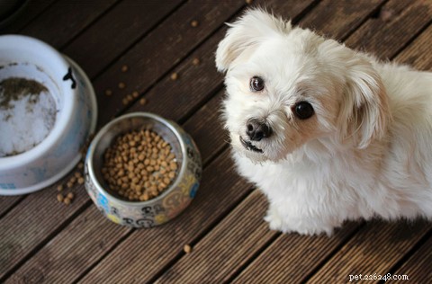 2025 年専門ガイド:犬と猫のフードに含まれる有害な成分とそれらを避ける方法 