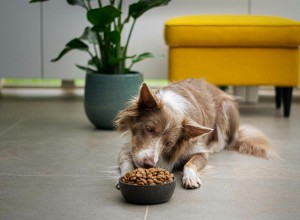 Managing Food Intolerance in Dogs: Symptoms, Diagnosis, and Effective Treatment Strategies (2024)