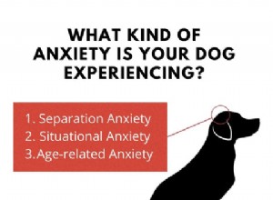Calming Your Anxious Dog: Proven Strategies for Stress Relief