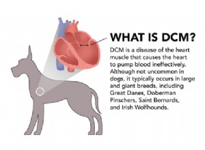New Study Confirms Grain-Free Dog Food Is Not Linked to Dilated Cardiomyopathy