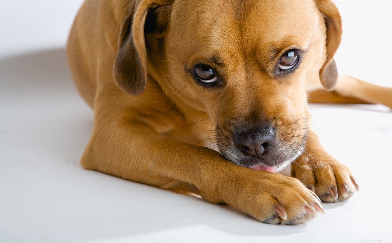 O que faz com que os cães mastiguem as patas – e como ajudar 