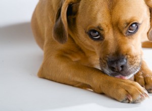 What Causes Dogs to Chew Their Paws—and How to Help