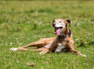 Easter Pet Safety Guide: Keep Dogs, Cats, and Rabbits Safe from Holiday Hazards