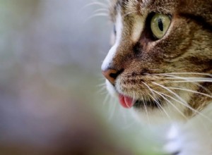 Essential Tips for Maintaining Your Cat’s Health and Happiness