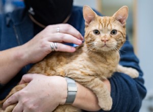 24/7 Emergency Vet Care: Rapid, Expert Treatment for Your Pets