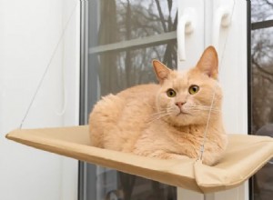 Create Custom Pet Projects: Easy DIY Crafts for a Happy, Healthy Companion