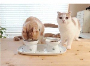 Create Safe, Engaging DIY Cat Toys to Boost Playtime and Bonding
