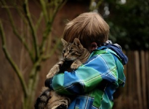 The Best Kid-Friendly Cat Breeds for a Happy, Healthy Family