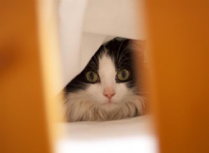 Secure Your Cat: Enclosures That Prevent Accidents and Ensure Safety