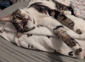 Cats Protection Warns: 71% Surge in Cat Abandonments—Call on Owners to Seek Support