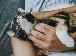 Sandra McCune Explains How Cats Reduce Stress and Promote Calm