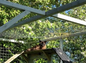 Why a Cat Run Enhances Your Pet s Health and Well‑Being