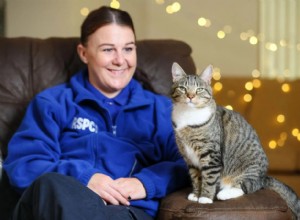 Plan Your Pet’s Holiday: Expert Christmas Care Tips