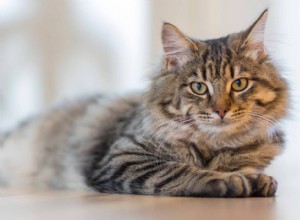 Catnip Explained: What It Does, Its Safety, and How to Use It Responsibly