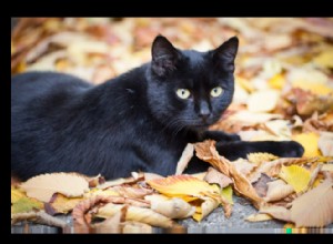 The Truth About Black Cats: PDSA Vets Dispel Myths and Promote Adoption