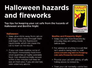 Protect Your Cat During Halloween & Bonfire Night: Safe Tips for Fireworks & Festivities