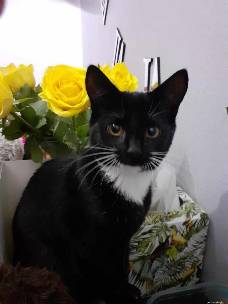 PDSA подчеркивает ночные риски для кошек на примере истории Lucky Cat 