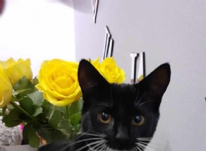 PDSA Highlights Nighttime Risks for Cats with Lucky Cat’s Story