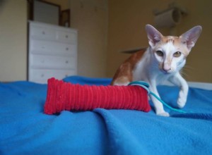 PDSA Guide: Calming Dogs & Cats During Fireworks