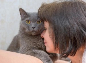 Safeguard Your Pet s Joy: Master Stress Management for a Healthier Bond