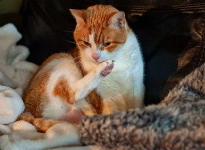 Expert Cleaning Tips for Pet Owners: Fresh, Odor‑Free Homes