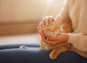 How to Keep Your Cat Healthy and Happy: A Comprehensive Care Guide