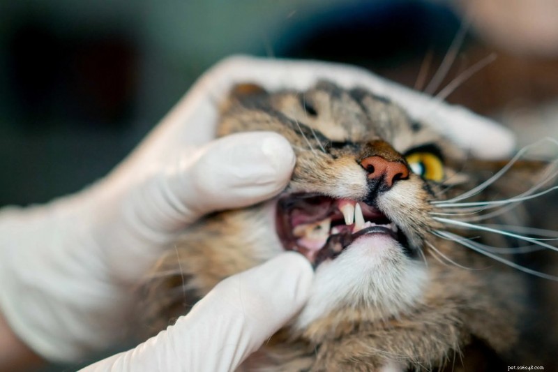 Kdy vzít kočku k nouzovému veterináři:Rozpoznání kritických příznaků 