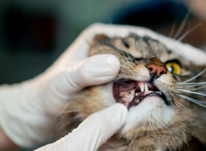 When to Take Your Cat to the Emergency Vet: Recognizing Critical Symptoms
