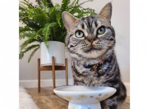 Whisker Fatigue in Cats: Identify Causes, Symptoms, and Proven Remedies