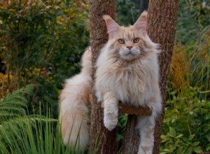 Maine Coon Cat Personality: A Guide to Their Behavior and What to Expect