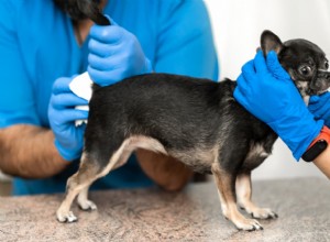 Top 4 Anal Gland Supplements for Dogs – Expert‑Reviewed & Pet‑Friendly
