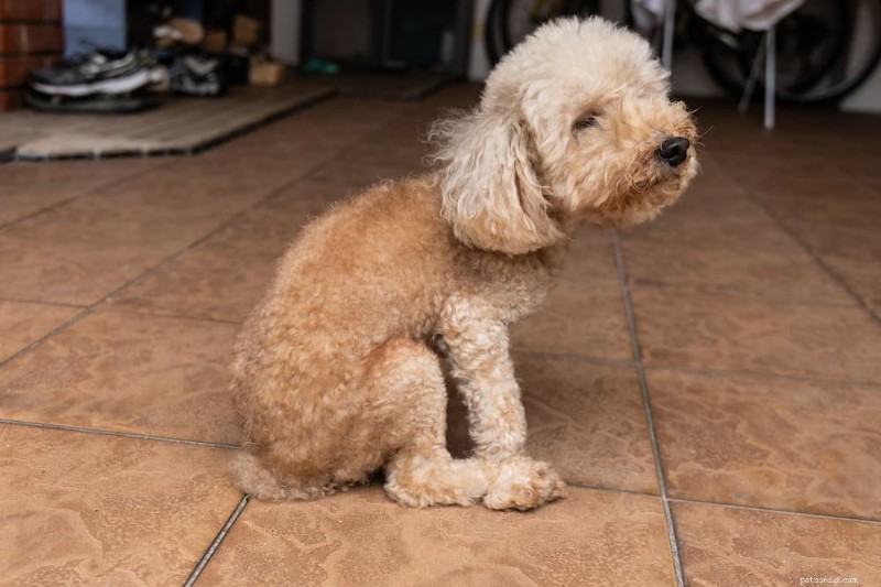 Top 4 anaalkliersupplementen voor honden – door experts beoordeeld en diervriendelijk 