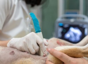Understanding Dog Intestinal Blockage Surgery: Costs, Risks, and Recovery