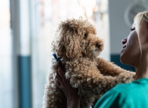 Dog Fecal Testing: What Every Owner Needs to Know