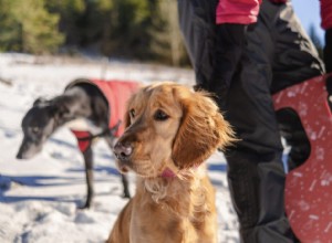 Snow Nose in Dogs: Understanding Why Your Dog’s Nose Turns Pink