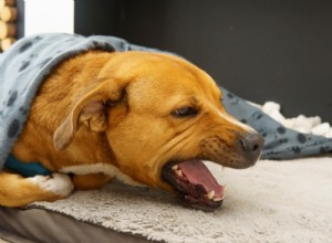 What Causes Dog Coughing and Gagging? Signs, Risks & When to Seek Vet Care