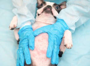 Dog Belly Rash Explained: 6 Common Causes & Quick Relief Tips