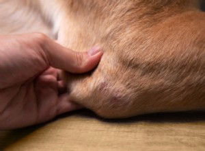 Understanding and Treating Dog Dry Skin: Causes, Symptoms, and Effective Solutions