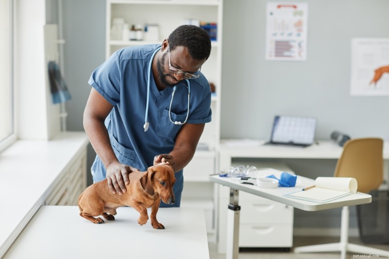 Comprendre et traiter la peau sèche du chien :causes, symptômes et solutions efficaces 