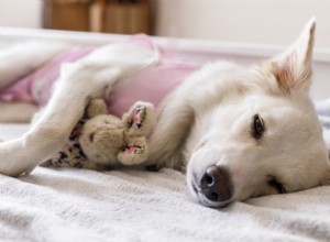Spaying & Neutering Dogs: Comprehensive Cost, Procedure, and Patient Care Guide
