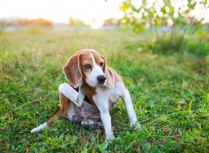 Is Your Dog s Itch Caused by Allergies or Fleas? How to Find Out