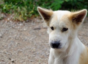 Dog Face Swelling: Causes, Symptoms, and Quick Help