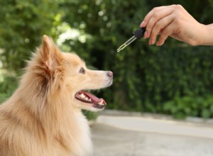 Expert Guide: Safely Administer Liquid Medicine to Your Dog