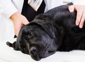 5 Common Canine Heart Conditions: Symptoms & Prevention