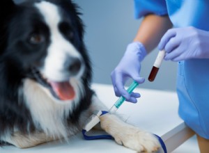 Decoding Your Dog’s Blood Test Results: A Clear Guide for Pet Owners
