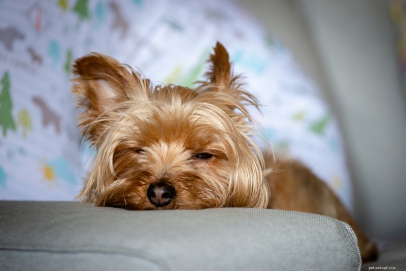 Cachorro letárgico? Causas, sintomas e como ajudar seu animal de estimação 