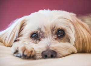 Lethargic Dog? Causes, Symptoms & How to Help Your Pet
