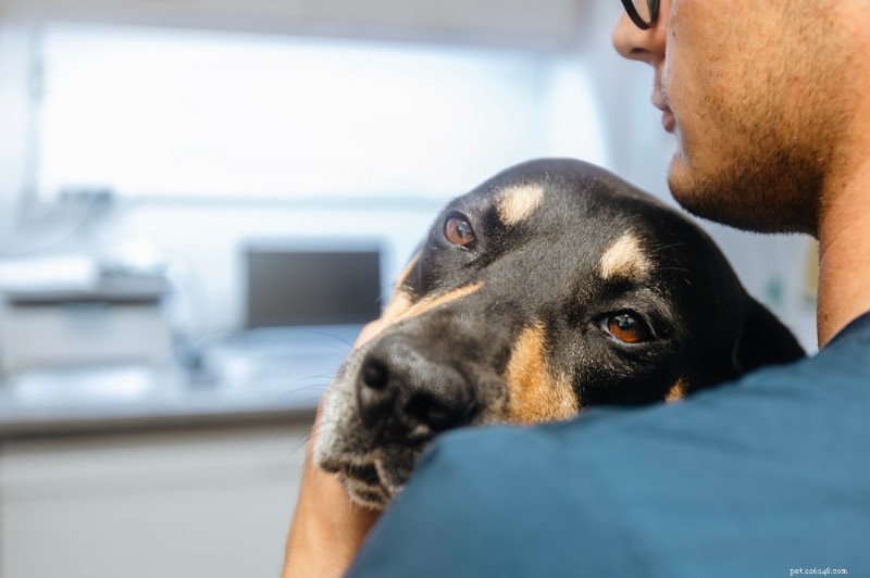 Cachorro letárgico? Causas, sintomas e como ajudar seu animal de estimação 