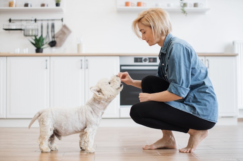 6 tratamentos dentários comprovados para cães para um sorriso saudável 